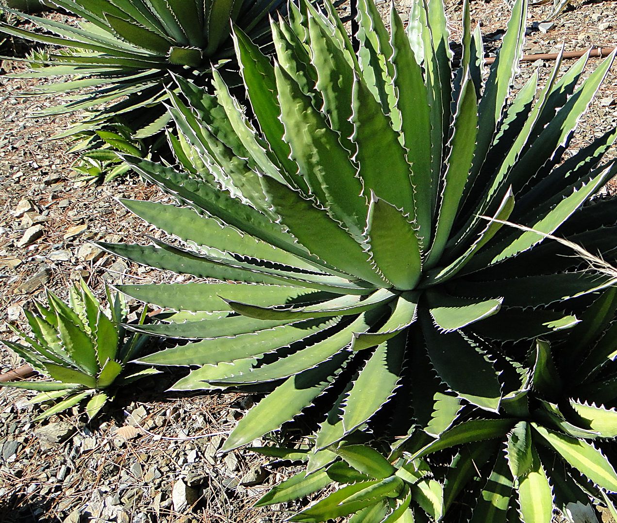 Sobrexplotación del maguey en Durango.