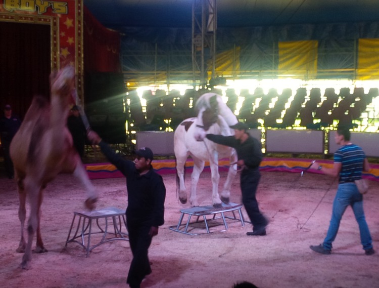 Un camello y un caballo formaron parte del espectáculo