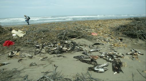 Centenares de aves y animales marinos fueron encontrados muertos en costas del Perú.