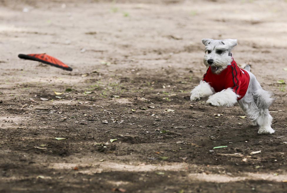 Con el apoyo de empresarios fueron adquiridos los juegos para las mascotas, la cerca perimetral del parque y los señalamientos. 