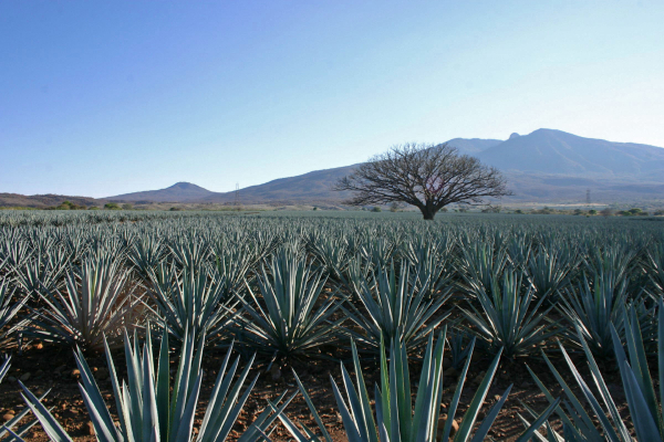 Paisajes de agaves en Tequila, Jalisco. La Unesco otorgó la distinción al paisaje formado por el cultivo de agave azul para la producción del Tequila.