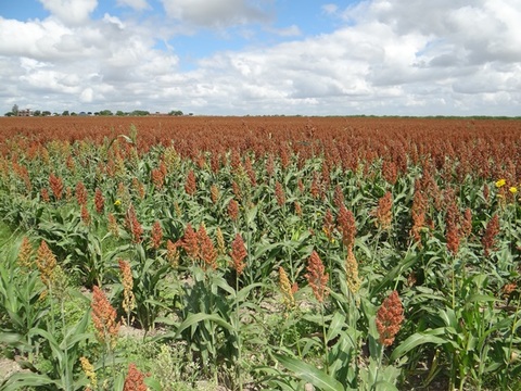 Campos de Sorgo