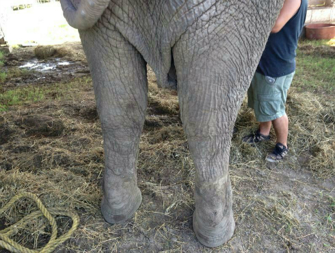 La Profepa busca hogar a la elefanta Ireki, único ejemplar de elefante asiático nacido en México, luego de su rescate de un circo en Tabasco, donde pe