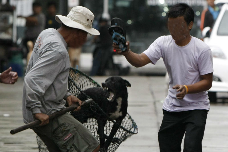 Mediante el programa se busca promover la adopción de mascotas