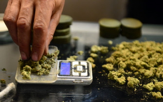 Un vendedor pesa brotes de mariguana para venderlos a consumidores con tarjeta sanitaria