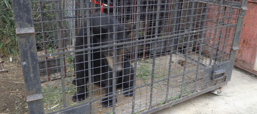 La pareja de osos fue encontrada en 2012 con aproximadamente cinco meses de edad.