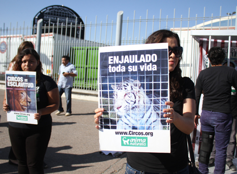 Entre los temas está el uso de animales en circos y espectáculos. 