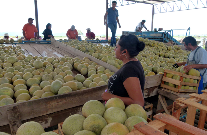 Los salarios son de 150 a 250 pesos al día según la función. 