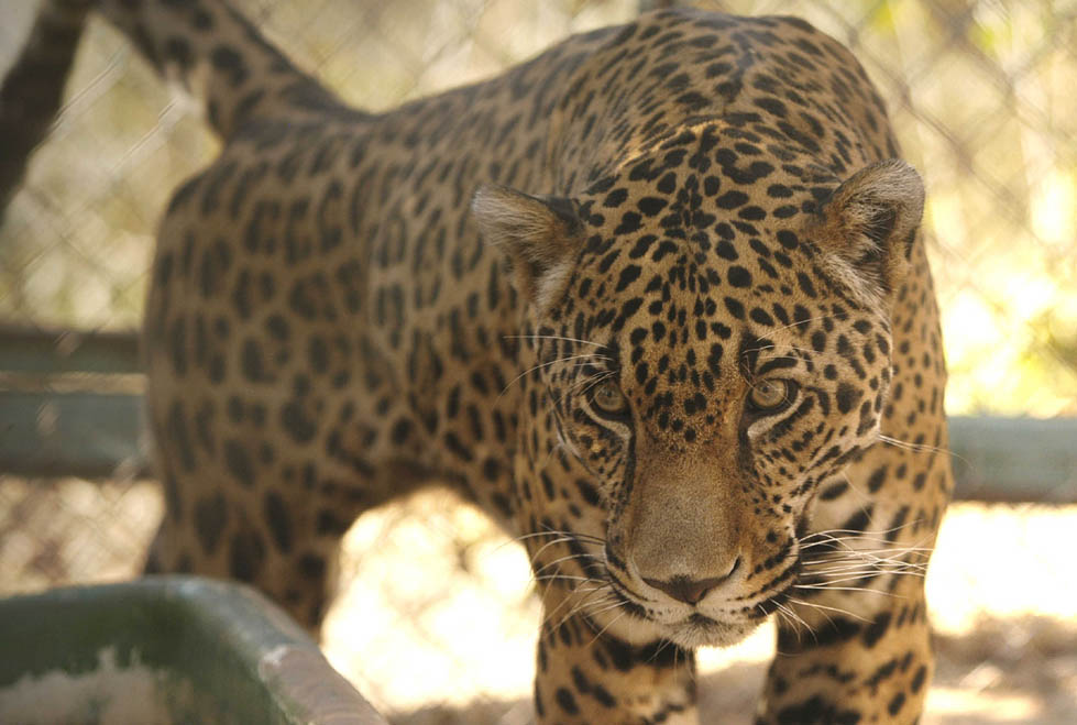 Sin apoyo de Semarnat, el fomento a las Umas- Grupo Milenio