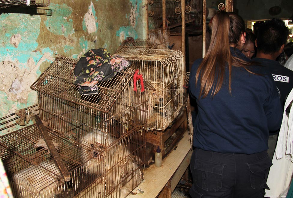 Las mascotas vivían dentro de jaulas para aves.