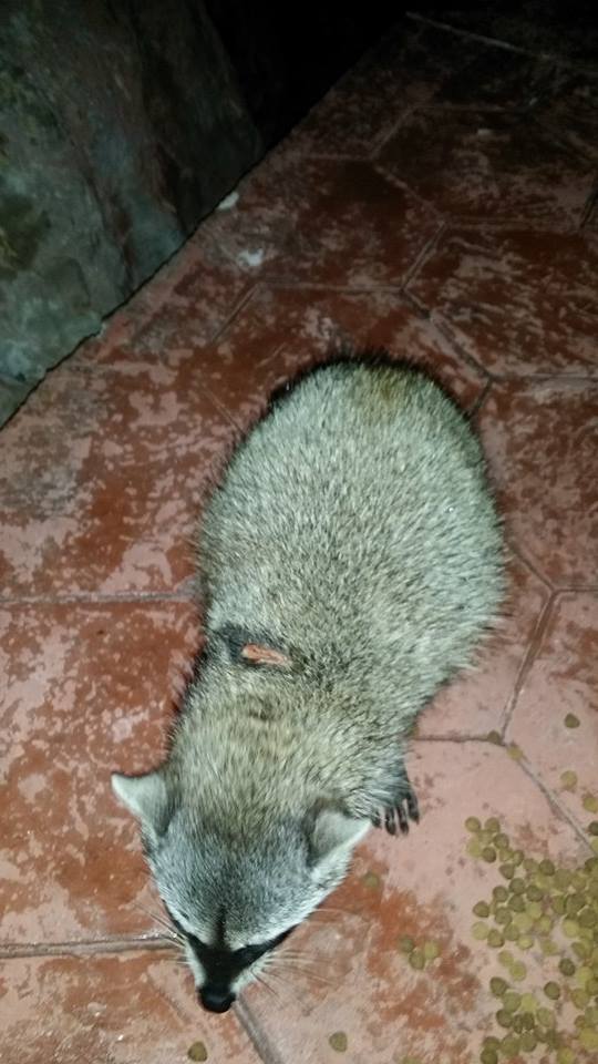 Mapache lasatimado con machete en la escolera de playa Mirarmar