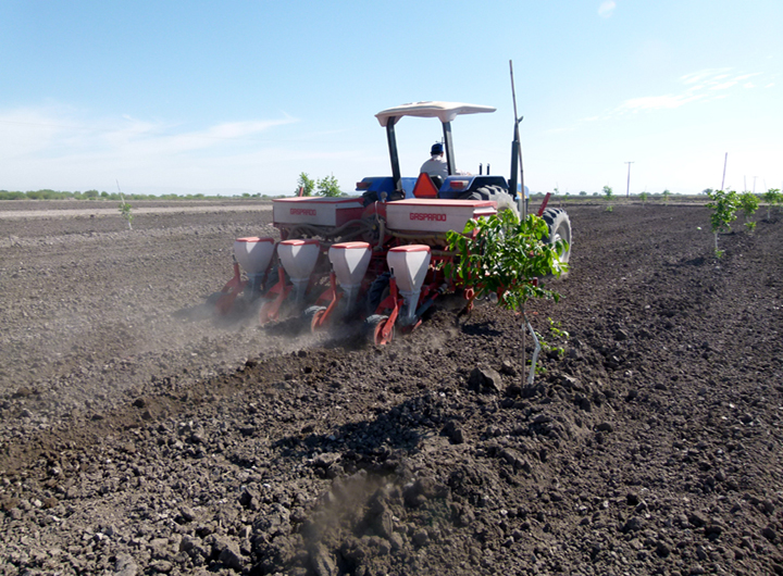 Los campos de algodón en el municipio de San Pedro, usan lo mejor de la tecnología para su cultivo.