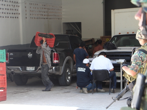 Inspectores de la Conapesca y la Armada de México revisaron la bodega y hallaron 40 cajas con más de 30 kilos del equinodermo seco y  fueron asegurada