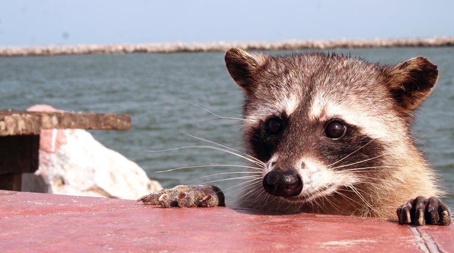 Las altas temperaturas han propiciado que la fauna de Ciudad Madero se desquicie, pues ha habido ataques de mapaches en zonas urbanizadas.