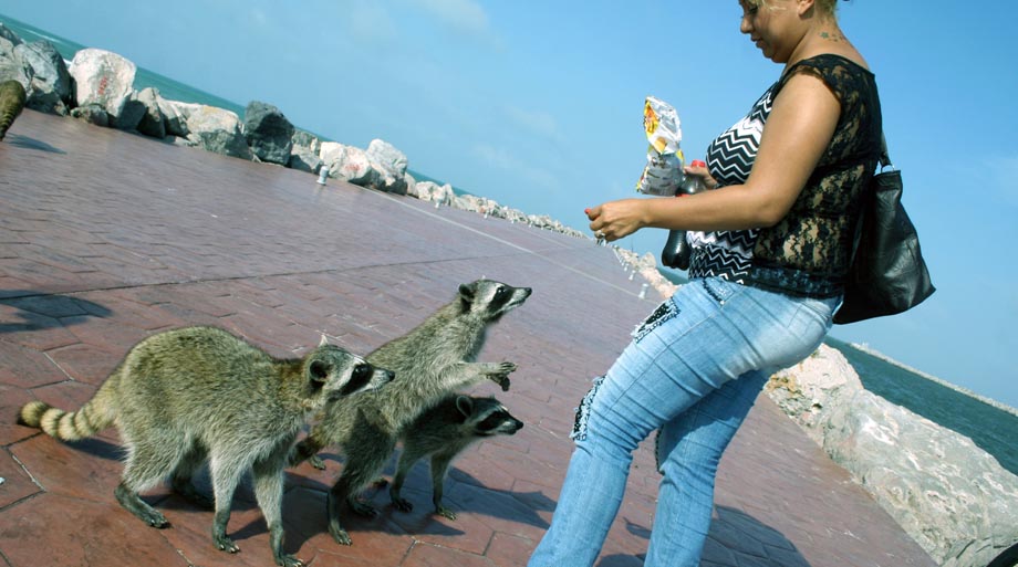 Diariamente hay seis o siete reportes de animales como mapaches, lagartos y abejas en zonas urbanas de Madero.