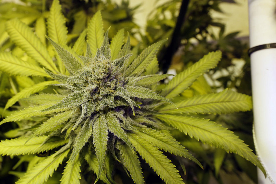 La legalización del uso de la mariguana "medicinal" avanza en Estados Unidos 