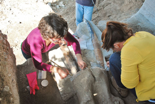Los restos del gonfoterio se encuentran encapsulados y resguardados para su limpieza y aplicación de un tratamiento de conservación.
