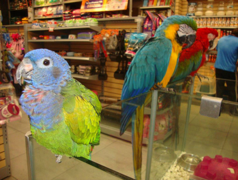 Algunas aves aseguradas por la Procuraduría Federal de Protección al Ambiente.