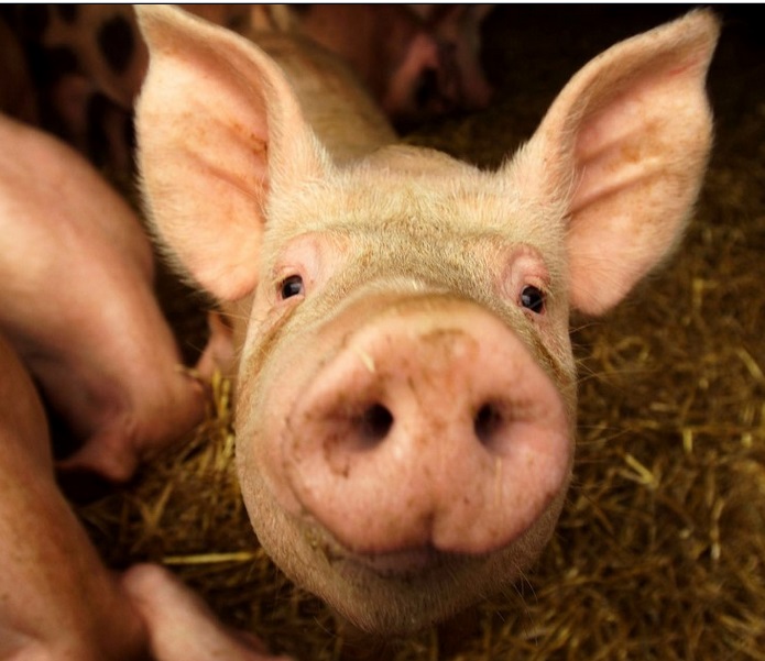 La fiebre porcina fue erradicada en Estados Unidos en 1978.  