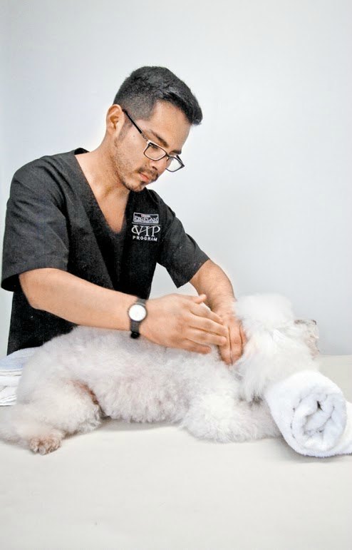 Los cortes de pelo en una estética van de los 150 pesos para un Chihuahua a los 550 pesos para un viejo pastor inglés.