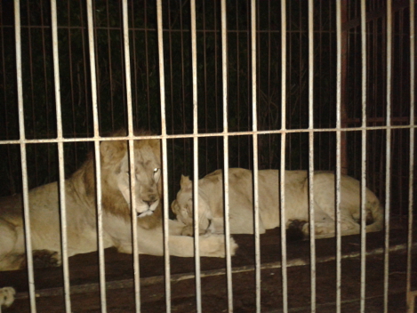 La pareja de leones fue dejada en su jaula. 