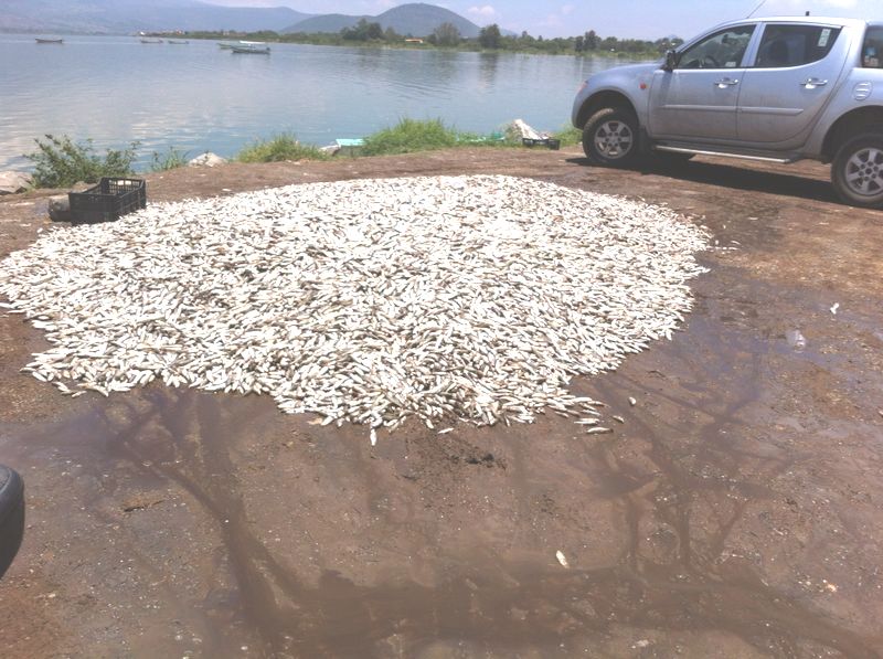 La muerte de peces en el vaso lacustre se ha presentado de manera periódica