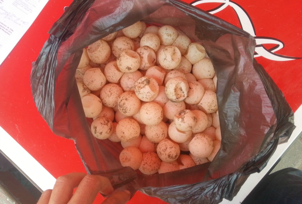 Las siete especies de tortuga marina están protegidas por la legislación mexicana, por lo que cualquier tipo de aprovechamiento, venta o consumo de el