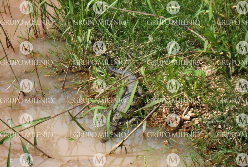 Los reptiles que se estima se encuentran en una edad no mayor a los dos o tres años