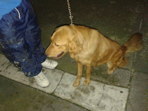 La perra que por remodelación de la casa de su propietario, fue encerrada en una camioneta.