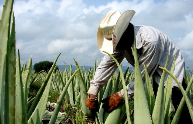 Producción de sábila