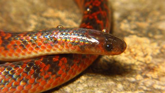 La serpiente no es venenosa y mide unos 30 centímetros de largo.