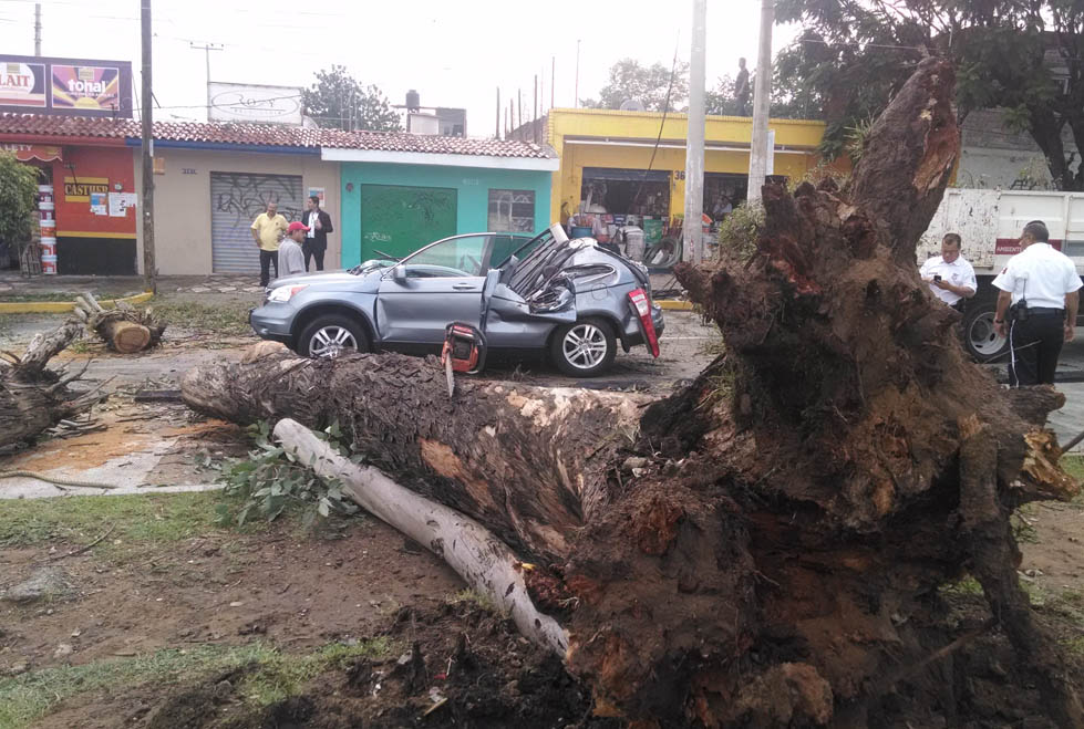 El eucalipto cayó sobre dos vehículos