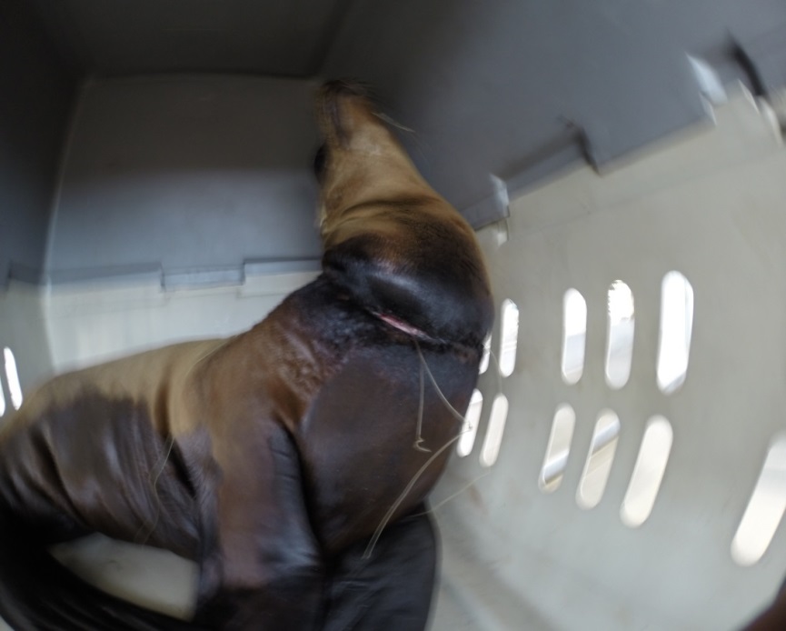 El lobo marino tenía una malla enredada en el cuello. 
