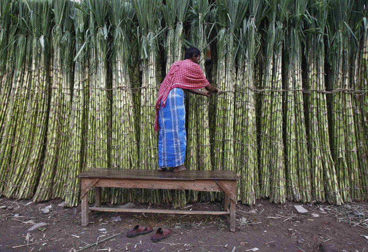 Una vendedora amarra un haz de caña de azúcar en un mercado mayorista en Kolkata.