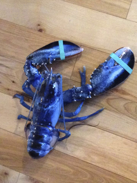 La langosta azul fue capturada en Maine y fue donada al acuario estatal