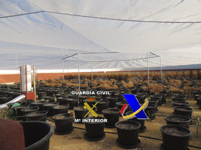 En esta imagen facilitada por la Guardia Civil Española puede verse la plantación de marihuana en la plaza de toros