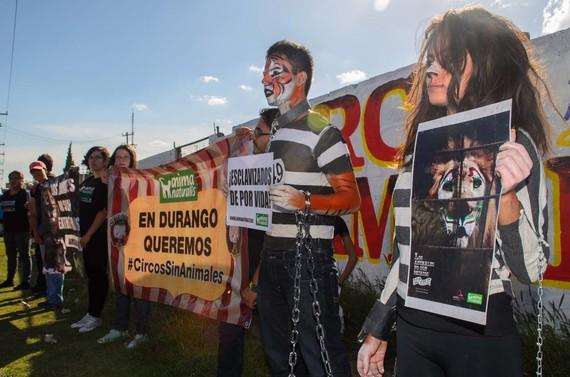 Manifestación de la Organización protectora 'Anima Naturalis'.