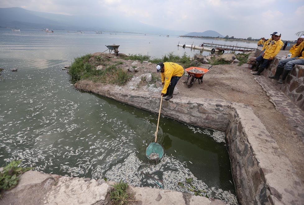 Limpian Laguna de Cajititlán 