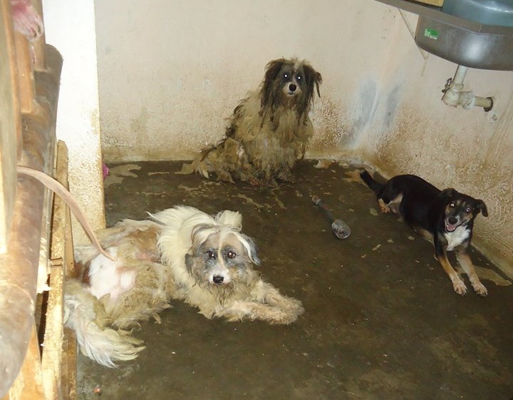 Los animales fueron encontrados en malas condiciones. 