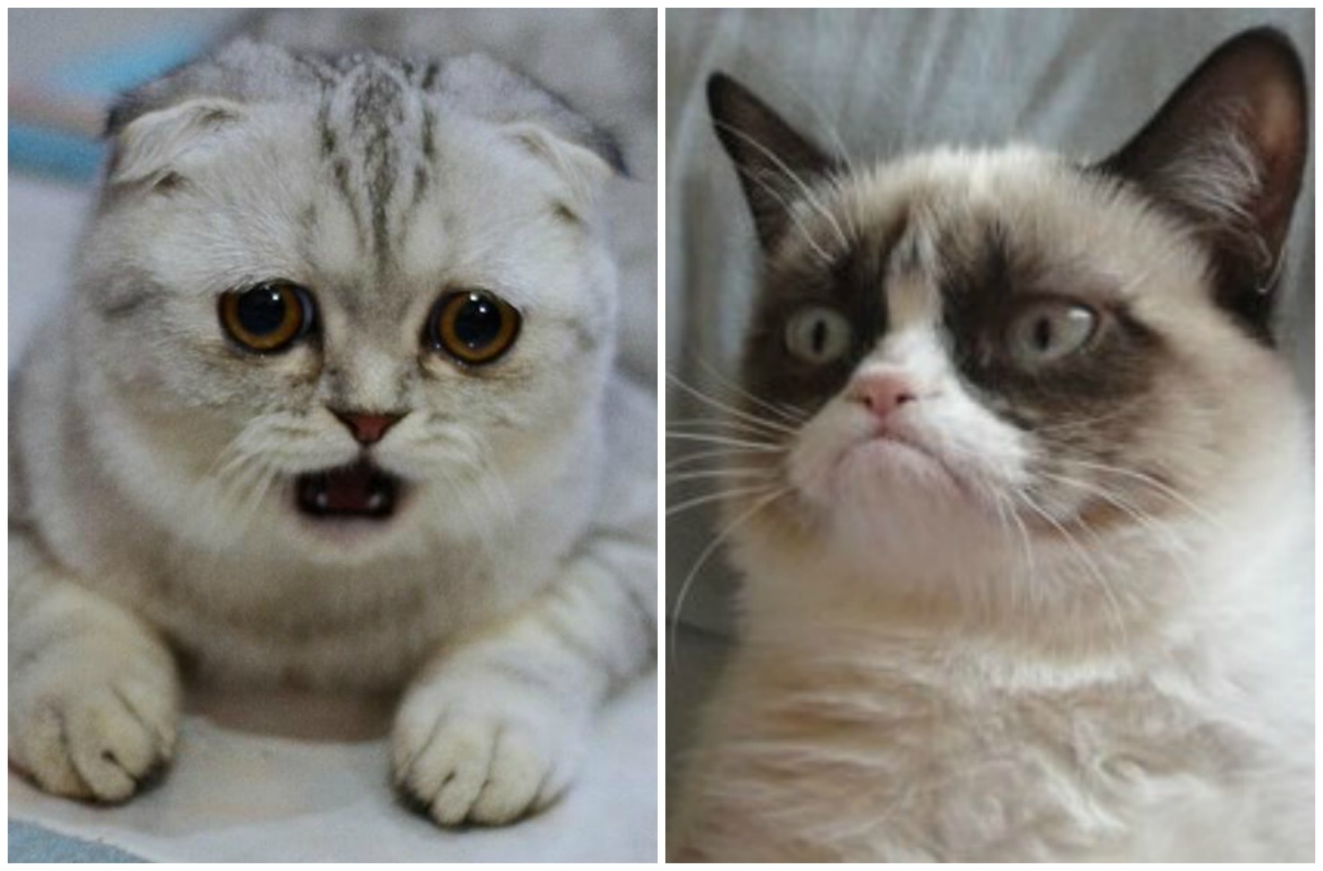 Little P se une a Grumpy Cat. 