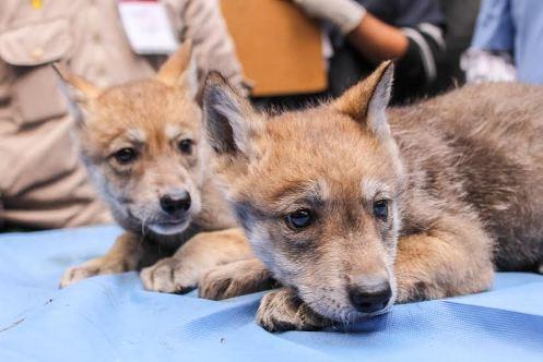 Los lobos nacieron el pasado 26 de mayo.