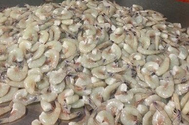 Durante 11 días se podrán capturar camarones. 