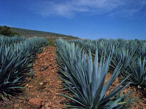 El paisaje agavero es patrimonio de la humanidad.