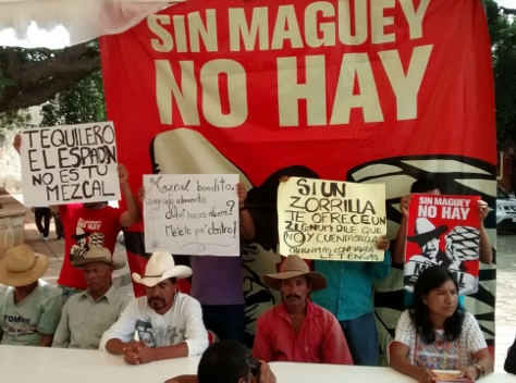 Productores de mezcal exigen al gobernador de Oaxaca intervenga para frenar el ingreso de introductores foráneos y evitar el saqueo de materia prima d