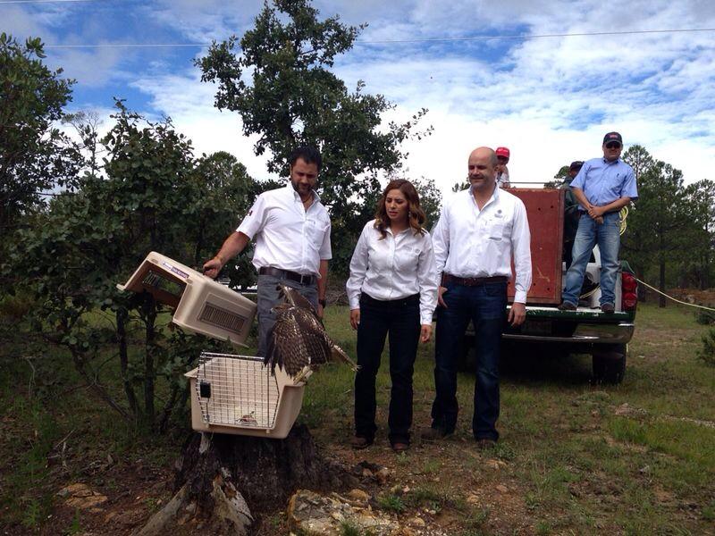 Liberación de la aguililla.