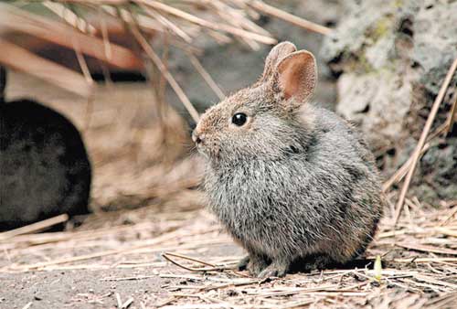 Conejo zacatuche, especie conocida desde la época prehispánica.