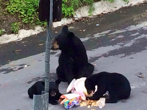 La osa y sus dos oseznos fueron vistos en calles de la colonia Villa Montaña.