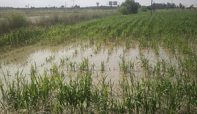 Campo afectado por lluvias