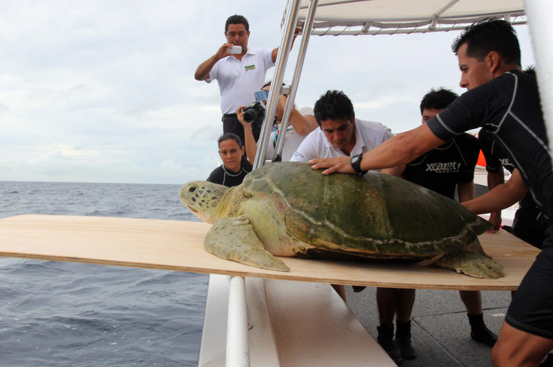 Maya regresó a su hábitat en el mar Caribe.