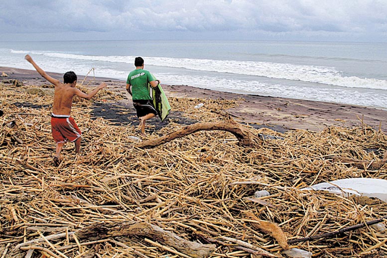 Ramas y troncos a la orilla de la playa.